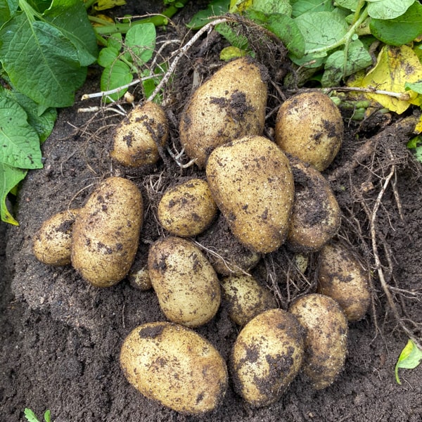 Fresh potatoes in the field