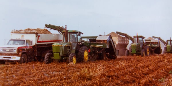 History of Campbell Farms - harvesting