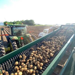 Yellow potato harvest at Campbell Farms in August 2020