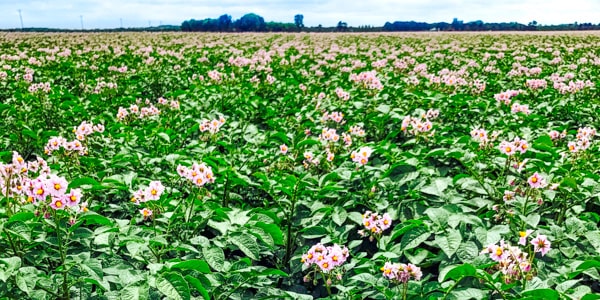 Campbell Farms Minnesota potato farm