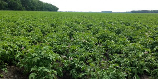 Campbell Farms North Dakota potato farm