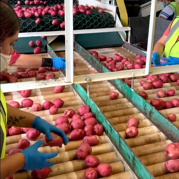 Quality assurance at Campbell Farms - washing and inspecting potatoes