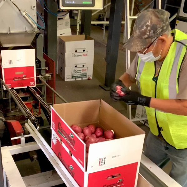 Quality Assurance is extremely important at Campbell Farms - inspection on a box of potatoes